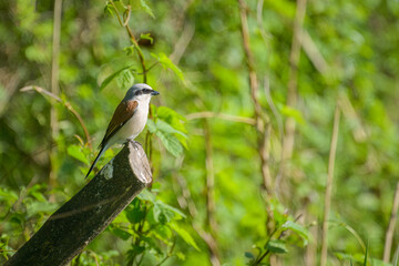 A male Red Backed Shrike sitting on a bush
