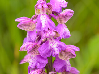 Closeup of a Green Winged Orchid on a sunny day in spring