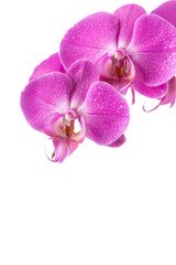 Fototapeta premium orchid pink flower with water drops