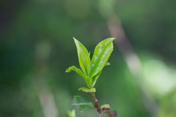 Closeup, Top of Green tea leaf in the morning, tea plantation, blurred background, selective focus.