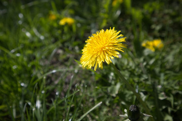 Yellow dandelion on a green spring meadow close up