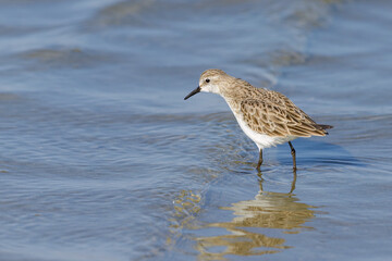 A Little Stint standing in the water at the beach