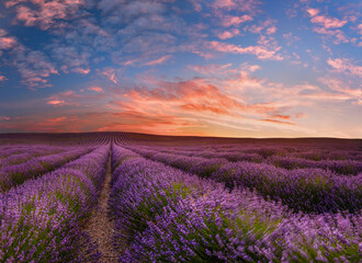 Fototapeta na wymiar A beautiful moment of blooming lavender at dawn in Provence.