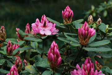 pink flowers in the garden