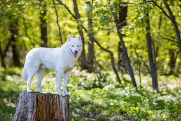 a white husky sitting on a stump on a sunny spring day