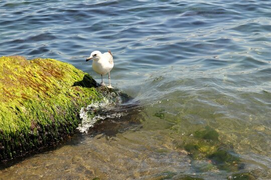 Juvenile Lesser black backed gull.
(Larus fuscus)| Shorebirds in Istanbul, TURKEY.
Seagull, Seagulls.
gulls
