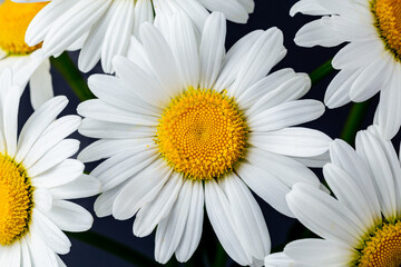Neat and clean marguerite daisy flower closeup.