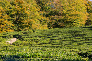 Rows of growing tea on a tea plantation, selective focus