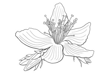 line ink drawing of St. John's wort flower - obrazy, fototapety, plakaty