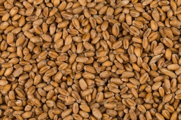 whole background of wheat grain