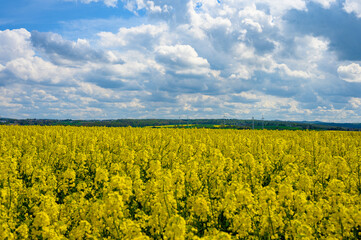 Obraz premium Rapsfelder mit Windrädern