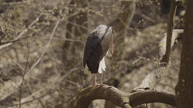 Black stork watching on a branch in a spring forest
