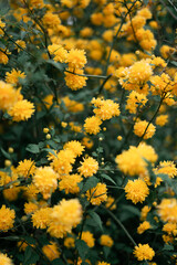 spring flowers in the garden