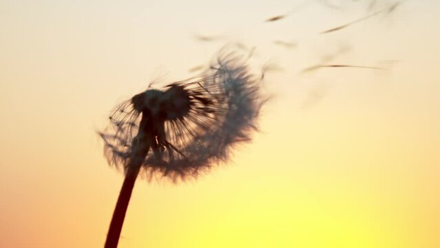 Super slow motion of bloomed dandelion with flying seeds in sunset. Filmed on high speed cinema camera, 1000 fps. Beautiful moody soft sunset light.