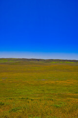 Fototapeta premium Exploring the Carrizo Plain super bloom and abandoned farms