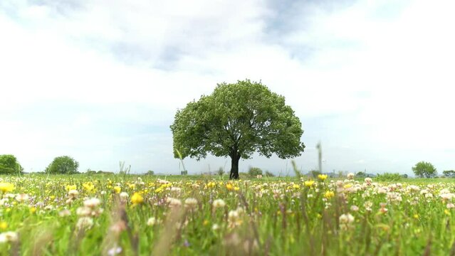 草花の咲く野原と風に揺れる一本の大木の葉