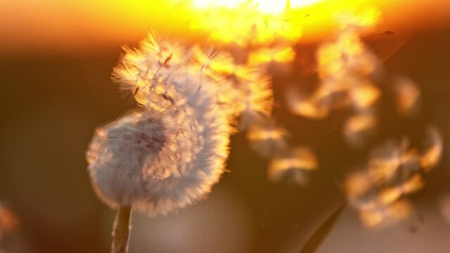 Super slow motion of bloomed dandelion with flying seeds in sunset. Filmed on high speed cinema camera, 1000 fps. Beautiful moody soft sunset light.