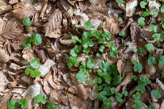 le sol au printemps dans la foret des Vosges du nord, li&egrave;re et feuilles mortes en plan large