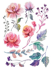 watercolor flower hand draw elements