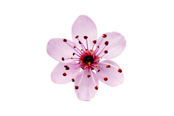 Cherry flower head isolated transparent background. Single cherry flower for your design.