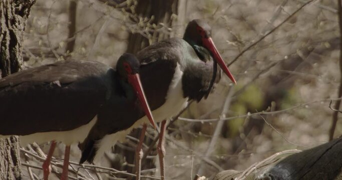 The black stork Ciconia nigra. Large bird in the stork family Ciconiidae  Slow Motion Image