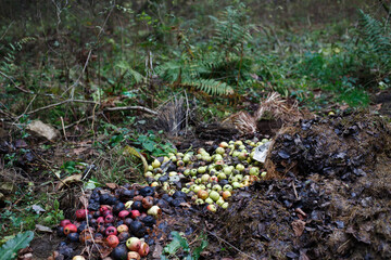 Obraz premium Stack with damaged and rotten apples on ground in nature in forest. Garden and food waste, compost.