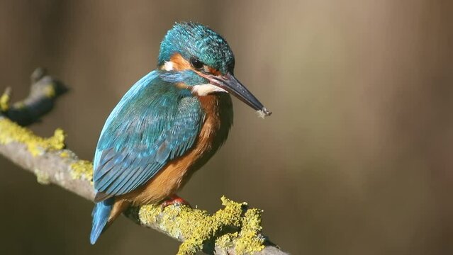 Common kingfisher, Alcedo atthis. A bird sits on a branch and looks intently into the water, fishing