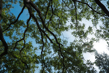 Green golden rain tree against blue sky. Summer