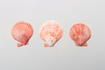 Scallop shells on color background, top view