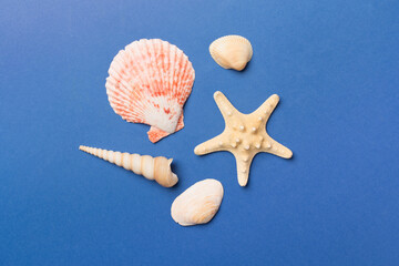 Sea shells on color background, top view