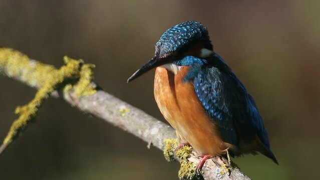 Common kingfisher, Alcedo atthis. The female sits on a branch and calls out to the male