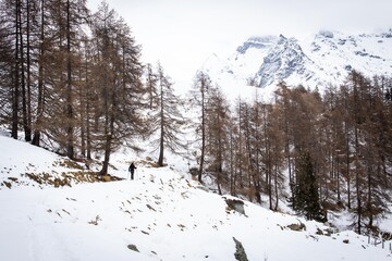 Fototapeta na wymiar Snowshoeing in the woods during winter time, Italy