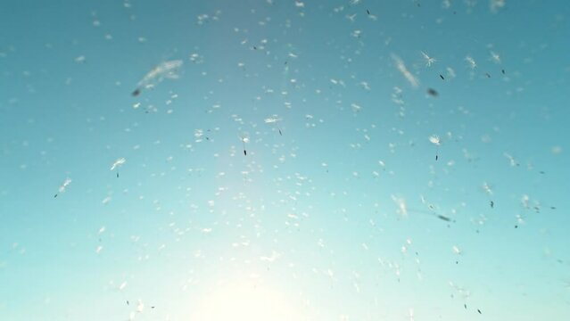 Super slow motion of flying dandelion seeds against the sky. Filmed on high speed cinema camera, 1000 fps.
