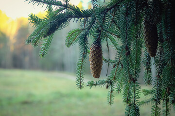One long pine cone hanging on a branch against a background of green meadow in sunset light
