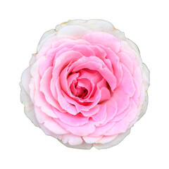 Beauty pink rose flower blossom