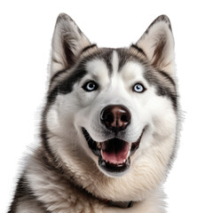 Fototapeta premium Siberian husky isolated on transparent background.