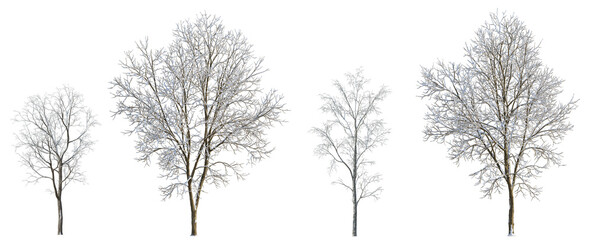 Set of 3 large and medium winter various snowed trees isolated png on a transparent background perfectly cutout
 - obrazy, fototapety, plakaty