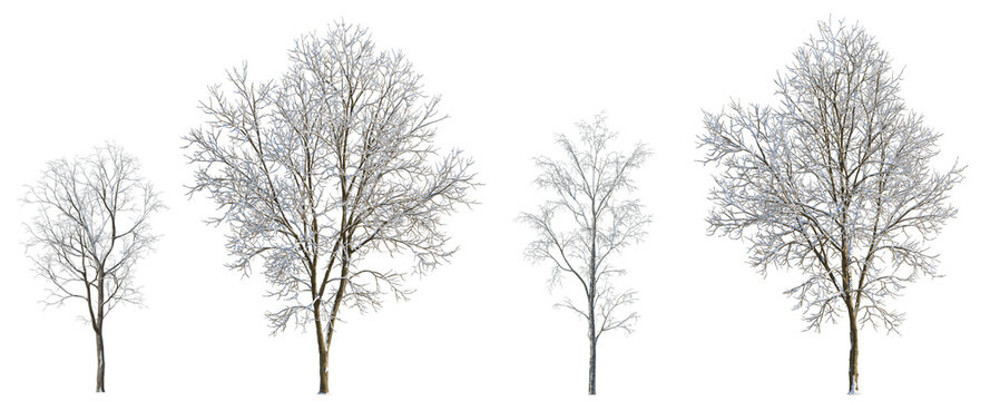 Set of 3 large and medium winter various snowed trees isolated png on a transparent background perfectly cutout
