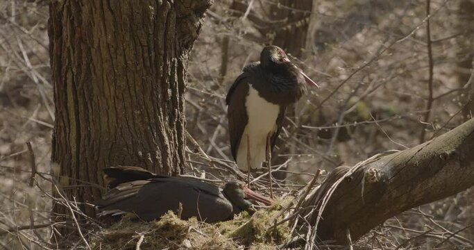 Black Stork Ciconia Nigra Bird Incubating Eggs In Tree Nest Slow Motion Image