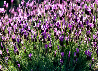 Obraz premium Flores de lavanda