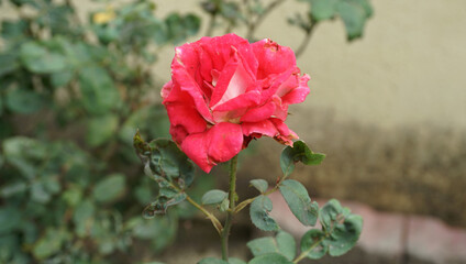 Beautiful and colorful flowers are arranged in a row.