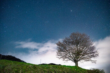 満天の星空と一本桜　長野県白馬村