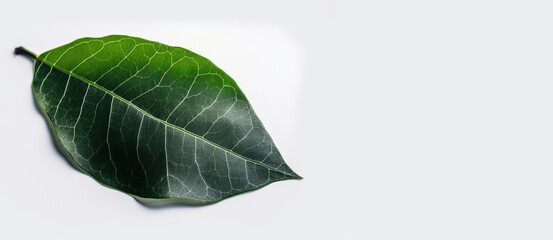 Green textural leaf from a tree close-up, isolate. AI generated.