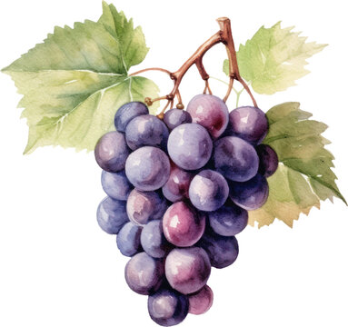 Grapes Fruit Watercolor