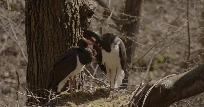 Two black storks Ciconia nigra nesting in spring. Sorting and cleaning feathers in the spring forest  Slow Motion Image