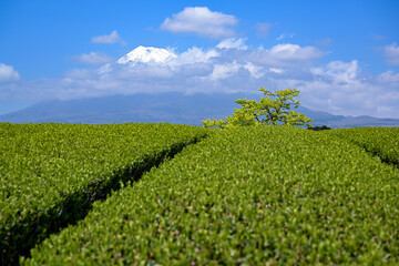 Fototapeta na wymiar 茶畑と富士山