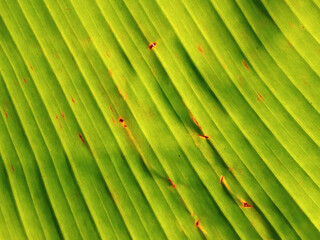 Top view,Abstract blurred background of light and shadow on banana leaf for stock photos or design, green leave backdrop