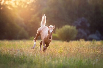 Palomino foal in motion