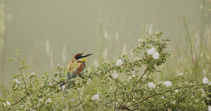 European Bee-Eater -Merops Apiaster- Flock In A Tree  Slow Motion Image