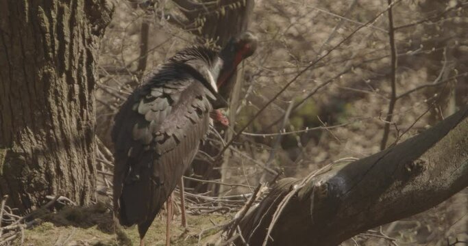 Black stork watching on a branch in a spring forest  Slow Motion Image